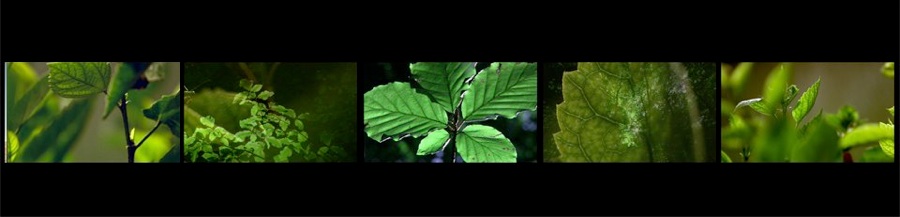 Identity_of_the_Soul_Palestinian_Crew_files/news.jpg	Identity of the Soul 5 screen film Green Leaves